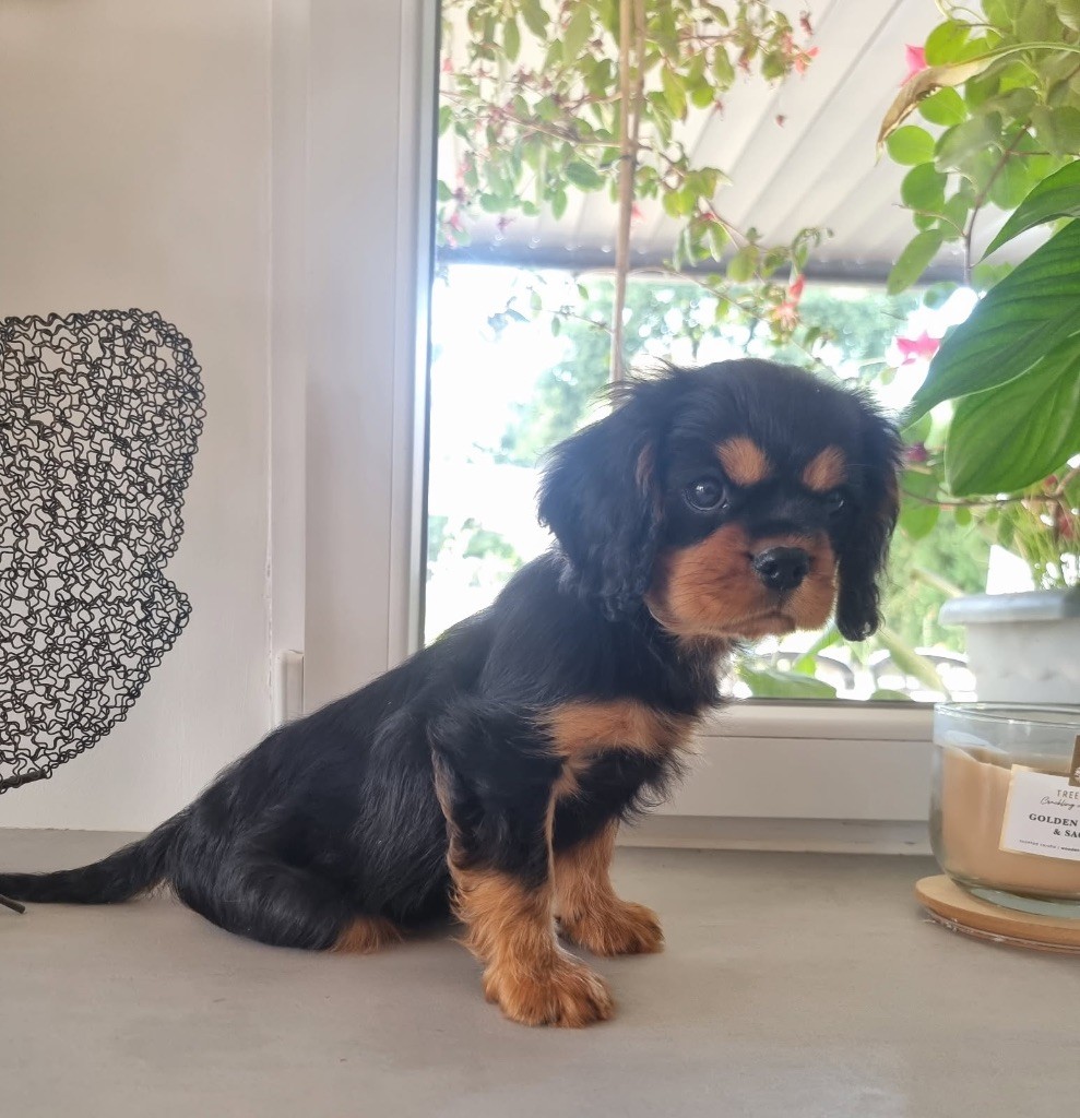 Chiot mâle cavalier noir et feu disponible 